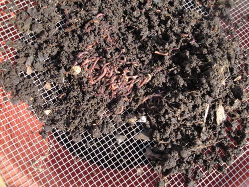 Red Worms used in vermicomposting